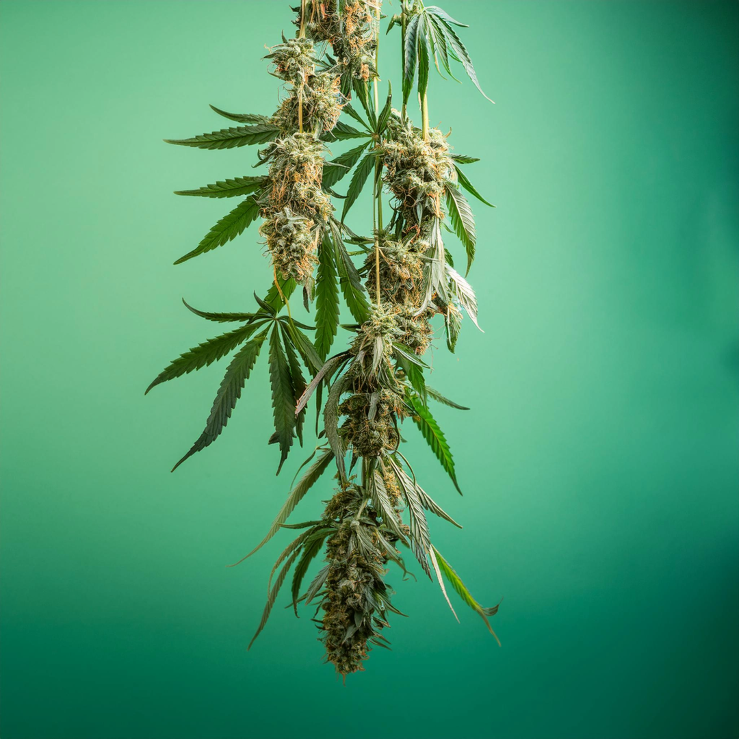 cannabis plants upside down buds hanging to dry