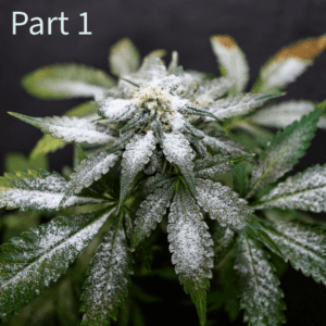 cannabis with white powdery mildew (generated image)