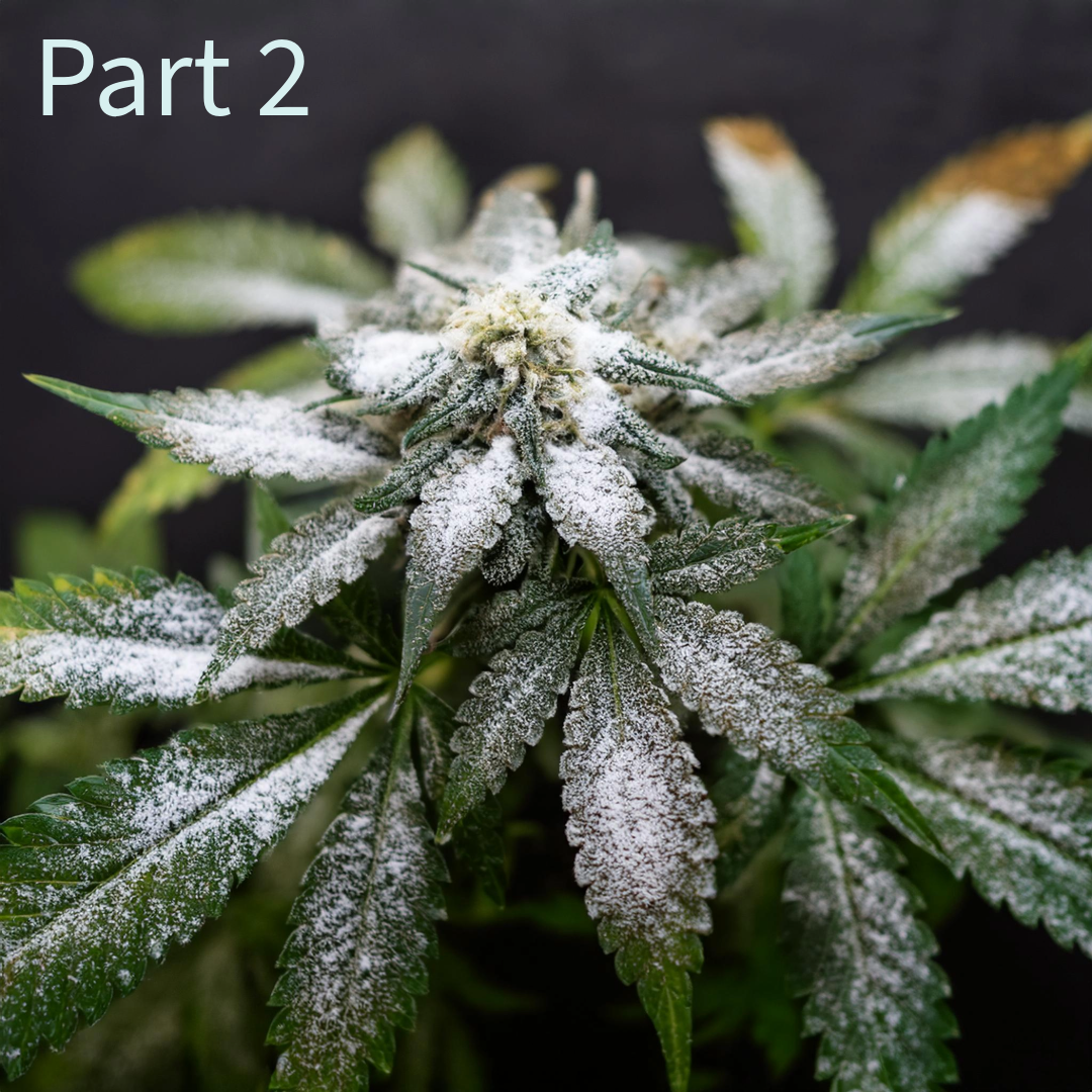 white powdery mildew on cannabis plant generated image